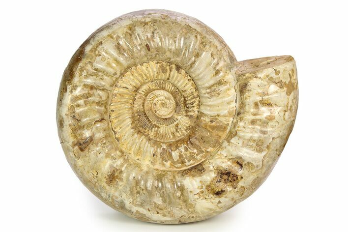 Polished Jurassic Ammonite (Kranosphinctes) - Madagascar #304621